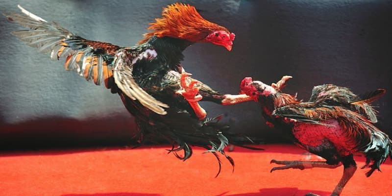 Tìm hiểu sức hút của đá gà FB88